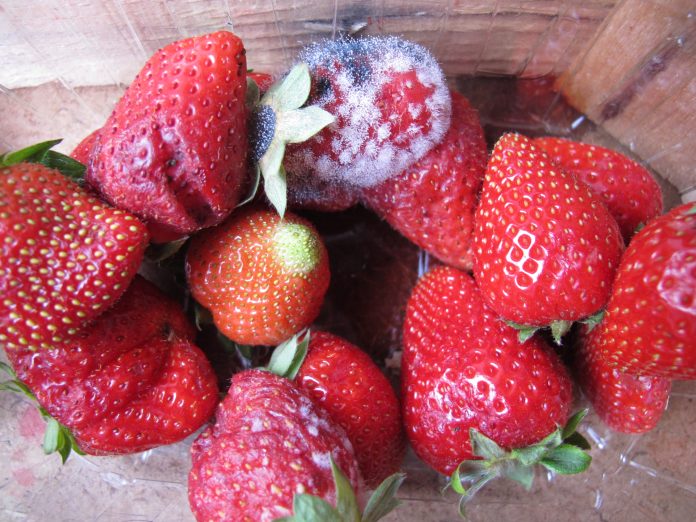 Aipp fragola