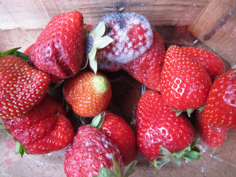 Aipp fragola