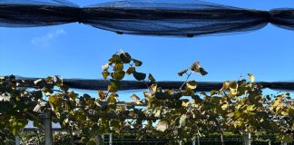 Morìa dell’actinidia: strategie di difesa e nuovi portinnesti morìa