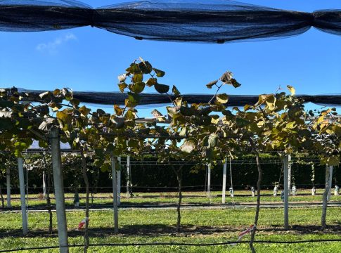 Morìa dell’actinidia: strategie di difesa e nuovi portinnesti morìa