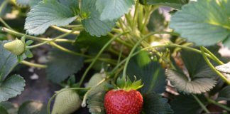 La Fragola della Basilicata è Igp fragola basilicata