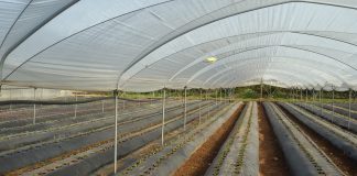 fragola post trapianto