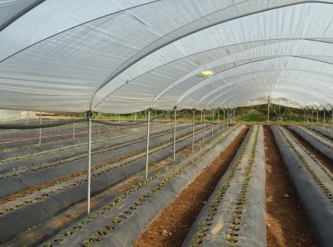 Fragola in post-trapianto: curare bene irrigazione, concimazione e difesa fragola post trapianto