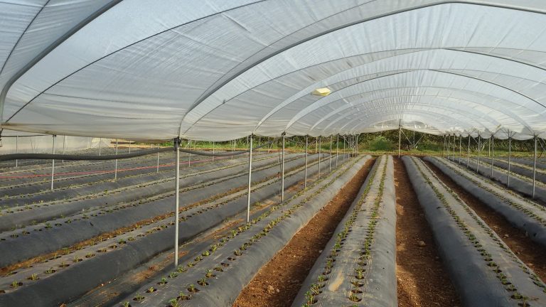 fragola post trapianto