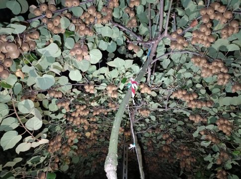 portinnesti actinidia