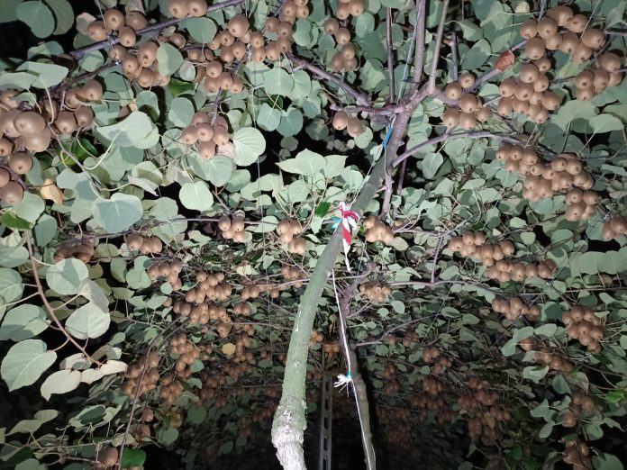 portinnesti actinidia