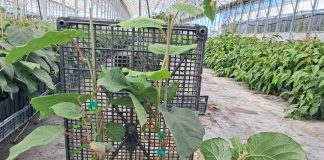 Actinidia, buone performance con il portinnesto Spice24 portinnesto Spice24