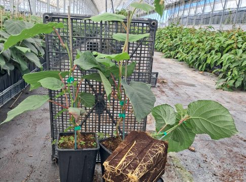 Actinidia, buone performance con il portinnesto Spice24 portinnesto Spice24