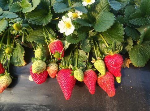 Fragola, in Basilicata si conferma coltura strategica per l’economia fragola basilicata