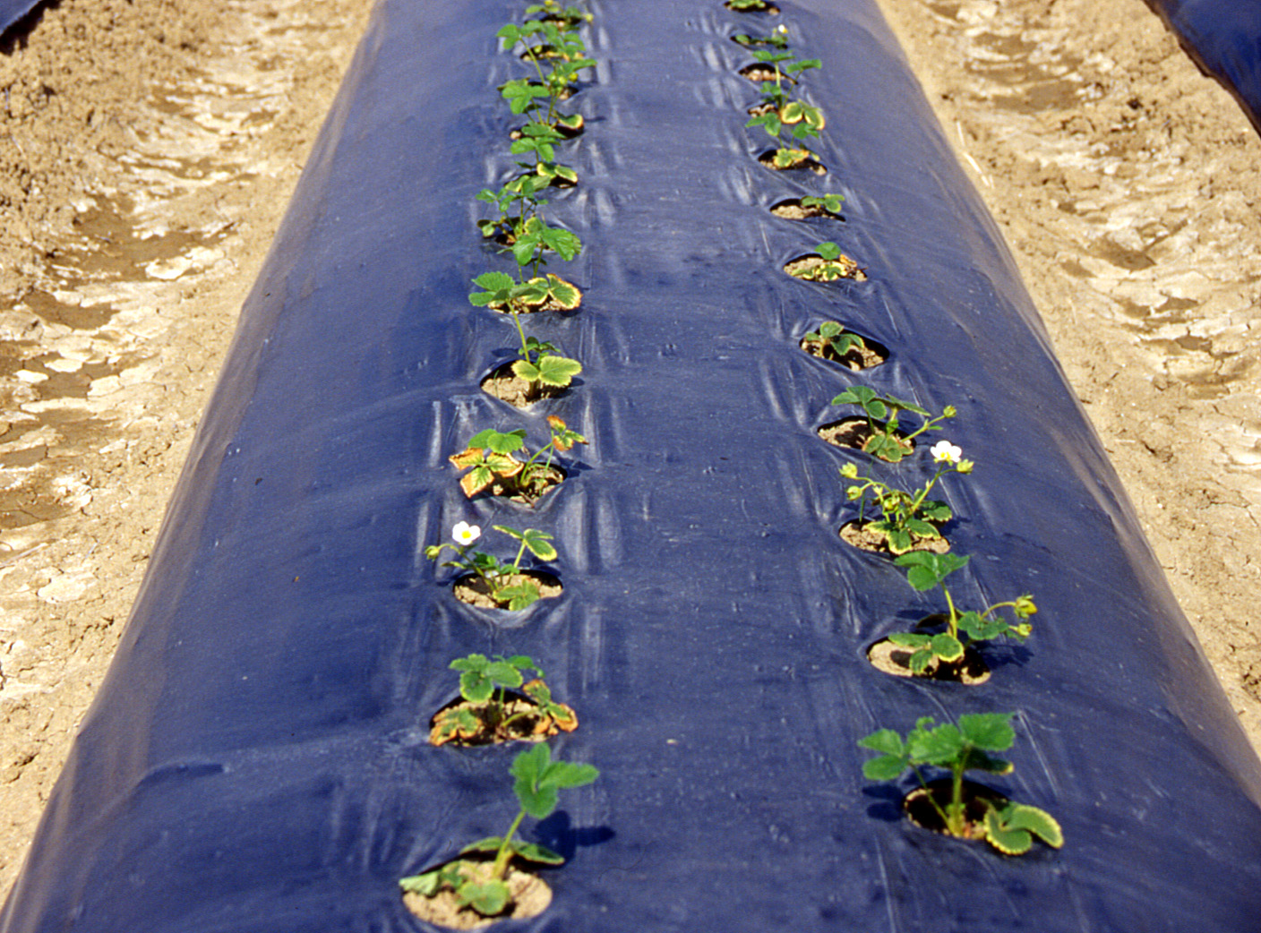 fragola post trapianto