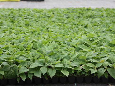 Vivai Magalotti: innovazione, ricerca e sostenibilità per il kiwi del futuro Vivai Magalotti