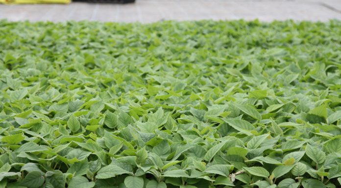 Vivai Magalotti: innovazione, ricerca e sostenibilità per il kiwi del futuro Vivai Magalotti