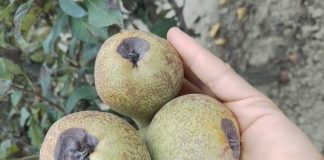 Pero, si affilano le armi contro maculatura bruna e stress idrici maculatura