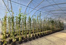 Le nuove tecniche genomiche cambiano il panorama della protezione varietale Ngt