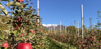 Bernina è la nuova varietà di mela nata all’Università di Bologna mela Bernina