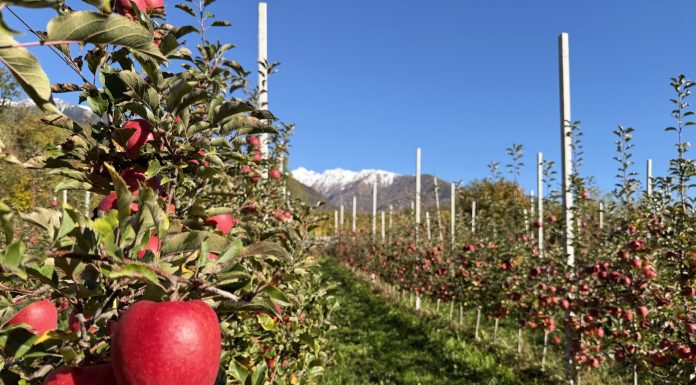 Bernina è la nuova varietà di mela nata all’Università di Bologna mela Bernina