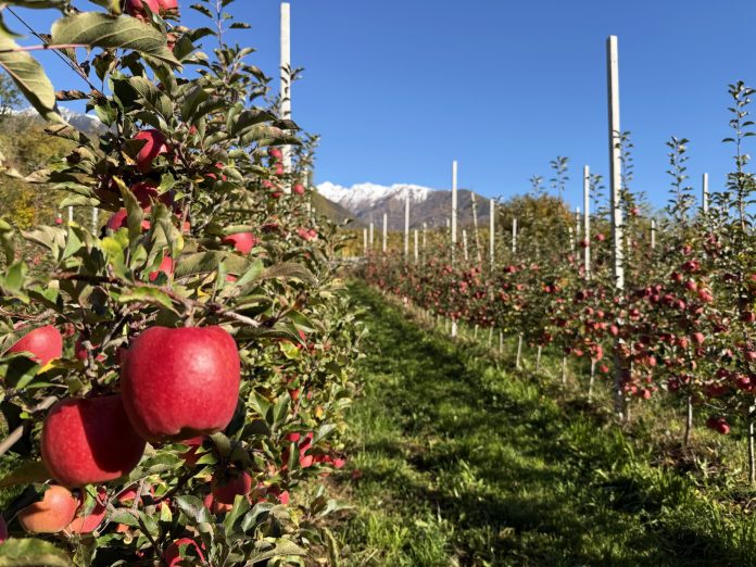 Mela Bernina 03 mela Bernina