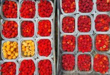 proprietà intellettuale