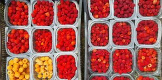 proprietà intellettuale