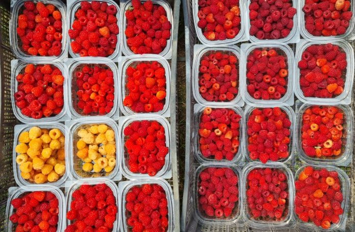 proprietà intellettuale