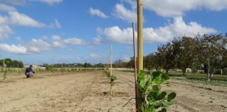 Carrubo, in Puglia una nuova filiera per il post Xylella