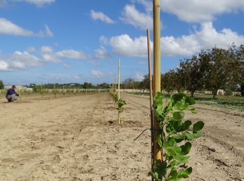 Carrubo, in Puglia una nuova filiera per il post Xylella