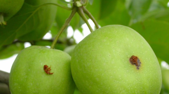 Melo e pero, quadro critico tra clima e fitopatie emergenti melo fitopatie