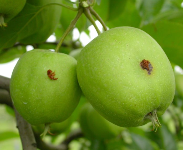 difesa_pomacee_foto_2_carpocapsa su melo melo fitopatie