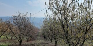 impollinazione nocciolo