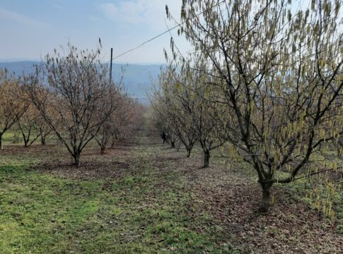 impollinazione nocciolo