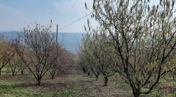 impollinazione nocciolo