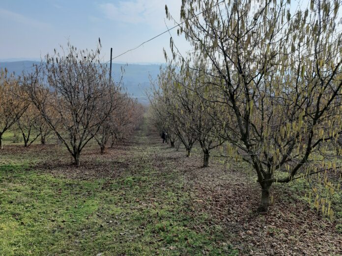 Nocciolo amenti 1 impollinazione nocciolo