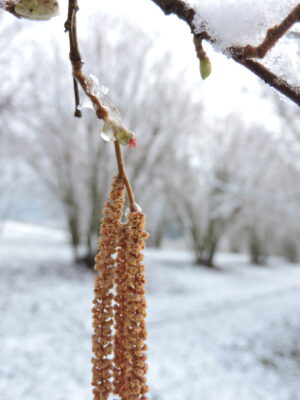 impollinazione nocciolo