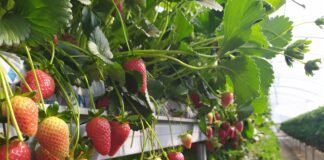 fragola basilicata igp