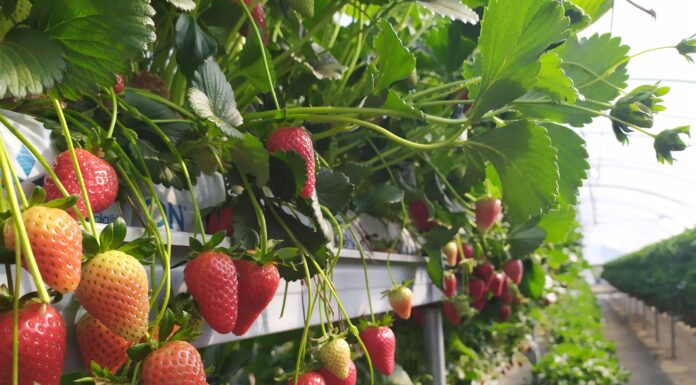 fragola basilicata igp