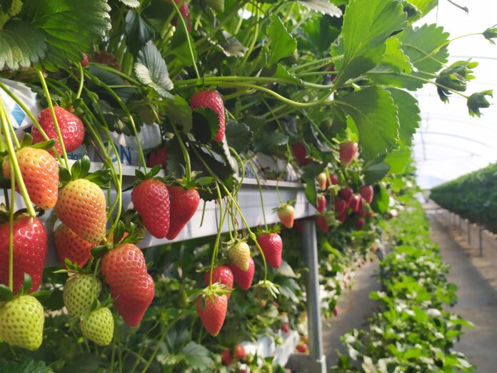 fragola basilicata igp fragola basilicata igp