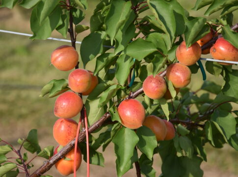 Albicocco, strategie per scongiurare il collasso in Piemonte albicocco Piemonte