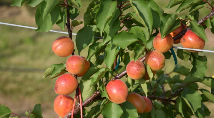 albicocco Piemonte