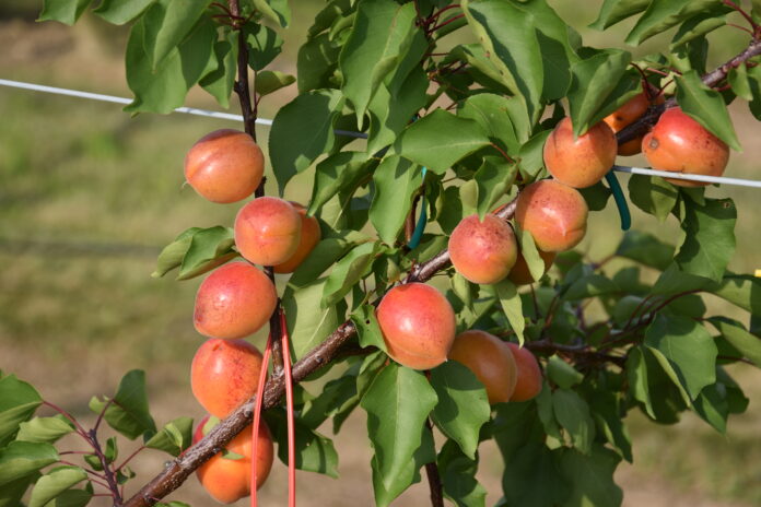 albicocco Piemonte