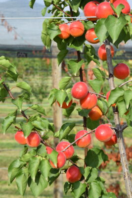 albicocco Piemonte