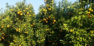 Clementine: ampliare i calendari e aumentare la qualità del prodotto