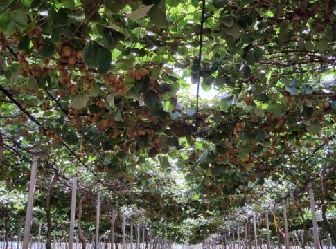 irrigazione kiwi