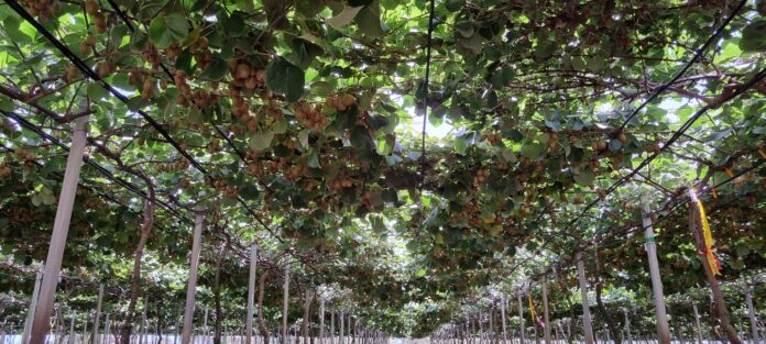 irrigazione kiwi