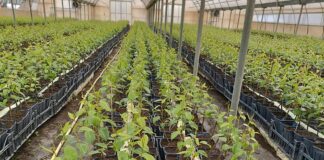 La produzione vivaistica cambia approccio Geoplant vivai