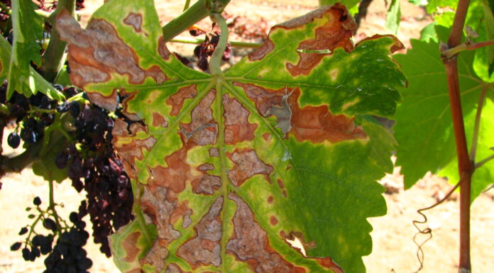 Malattie del legno: nuove indicazioni per gestire la difesa malattie del legno