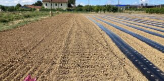 fragola biofumigazione suolo