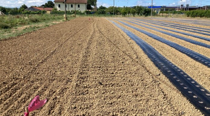 fragola biofumigazione suolo