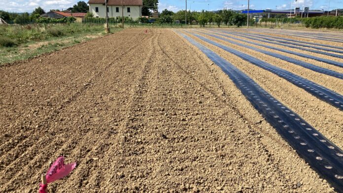 fragola biofumigazione suolo