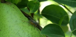cimice asiatica