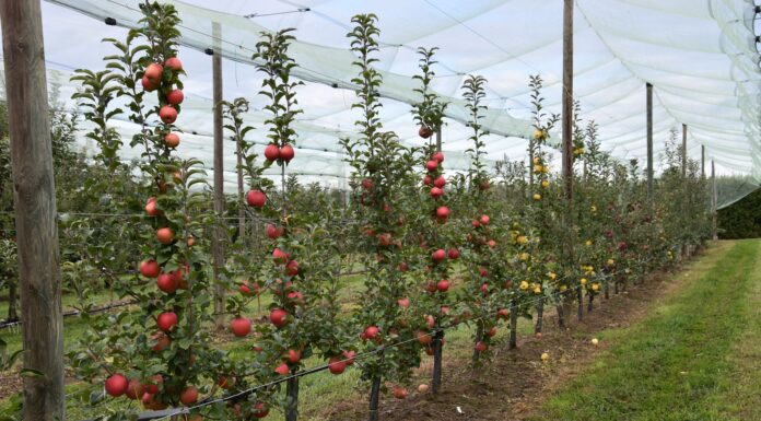 Melo, le varietà e i portinnesti più interessanti melo varietà